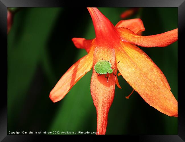 Shield bug on a flower Framed Print by michelle whitebrook