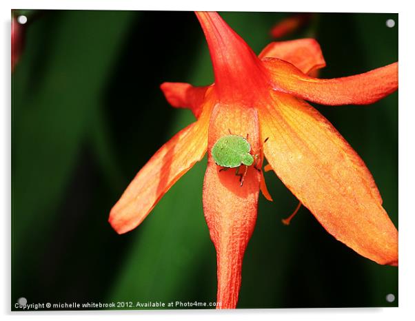 Shield bug on a flower Acrylic by michelle whitebrook