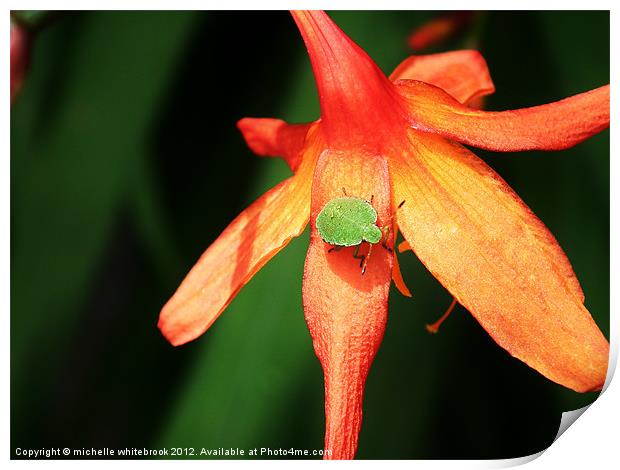 Shield bug on a flower Print by michelle whitebrook