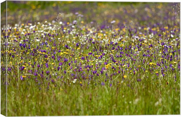 Wildflower Meadow Canvas Print by Canvas Landscape Peter O'Connor