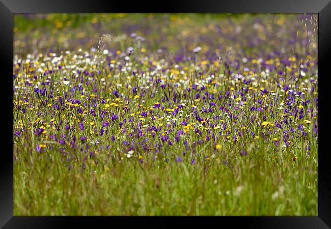Wildflower Meadow Framed Print by Canvas Landscape Peter O'Connor