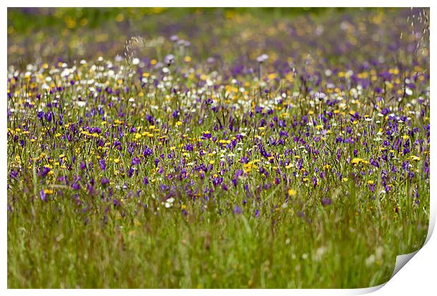 Wildflower Meadow Print by Canvas Landscape Peter O'Connor