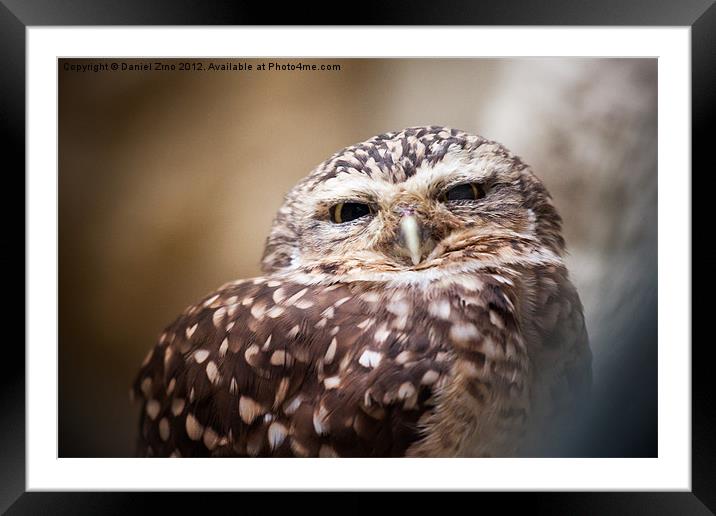 The Owl Framed Mounted Print by Daniel Zrno
