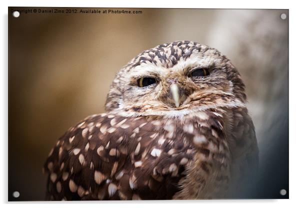The Owl Acrylic by Daniel Zrno