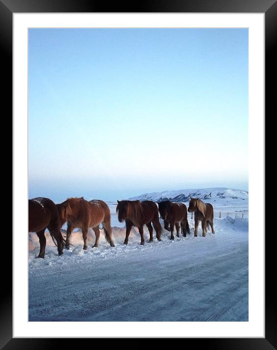 Horses in the snow Framed Mounted Print by rachael lawrie