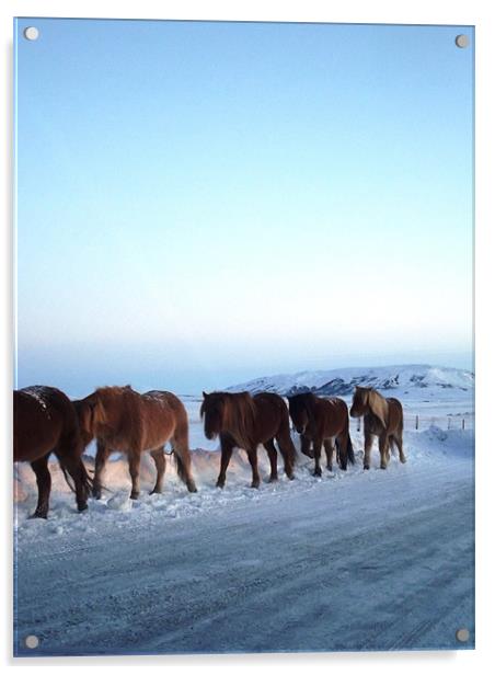 Horses in the snow Acrylic by rachael lawrie