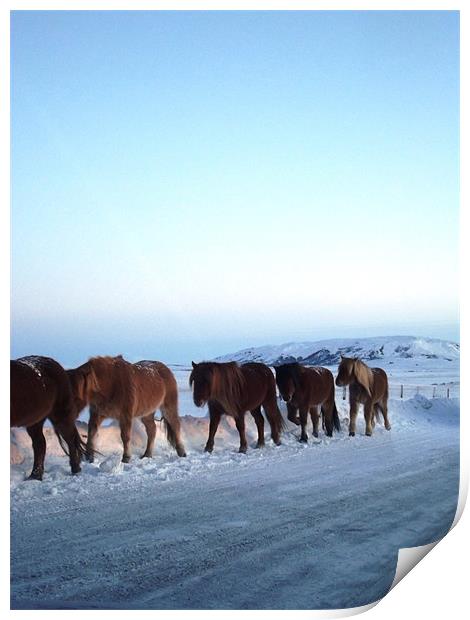 Horses in the snow Print by rachael lawrie