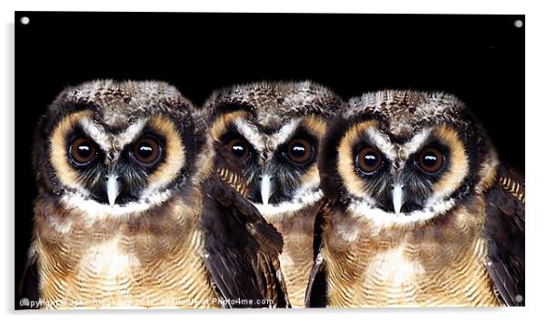 Feathered Friends Acrylic by John Biggadike