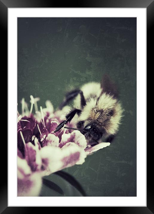 Bee Framed Mounted Print by Simon Wrigglesworth