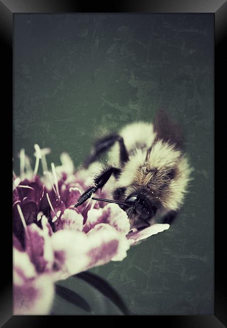 Bee Framed Print by Simon Wrigglesworth