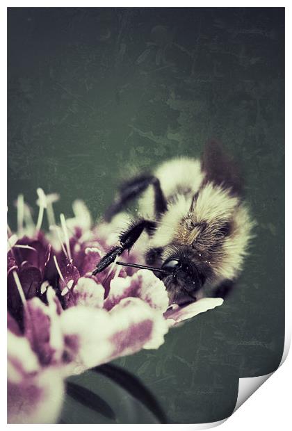 Bee Print by Simon Wrigglesworth