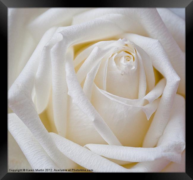 White Rose Framed Print by Karen Martin