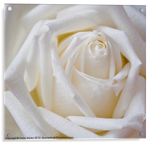 White Rose Acrylic by Karen Martin