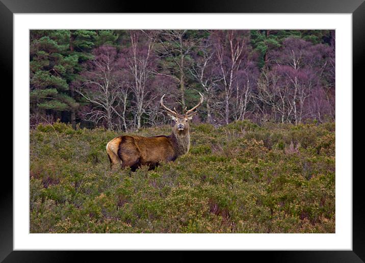 Stag at Signal Rock Framed Mounted Print by David  Susans