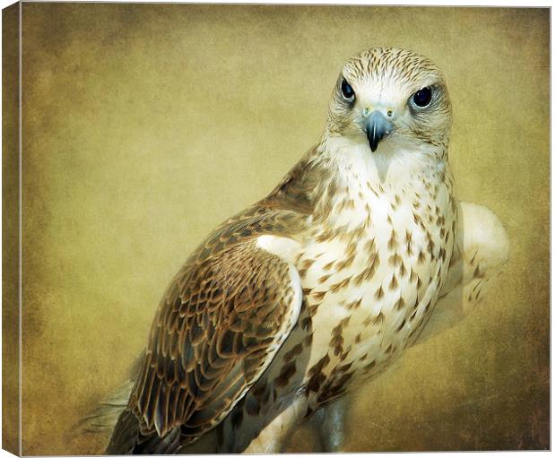 The Saker Falcon Stare Canvas Print by Aj’s Images