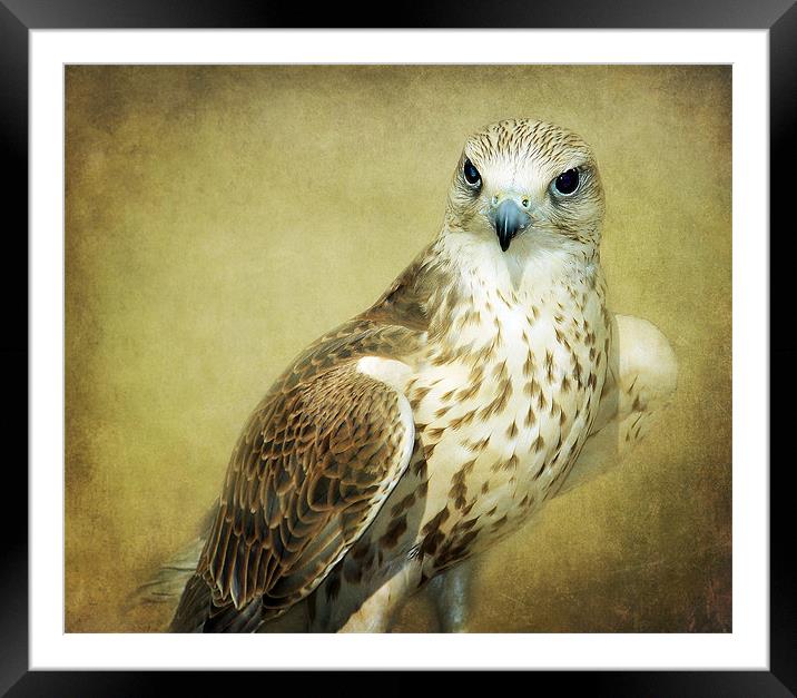 The Saker Falcon Stare Framed Mounted Print by Aj’s Images