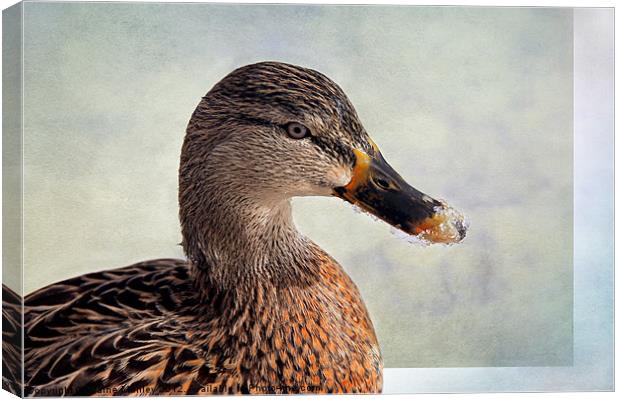 Icy Duck Beak Canvas Print by Elaine Manley