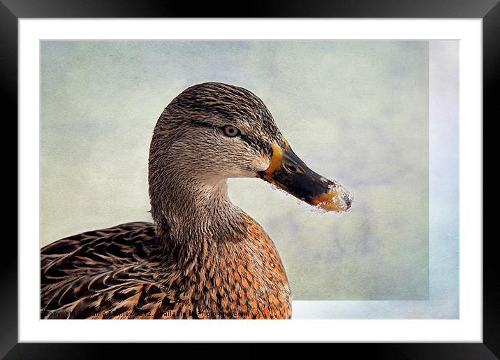 Icy Duck Beak Framed Mounted Print by Elaine Manley
