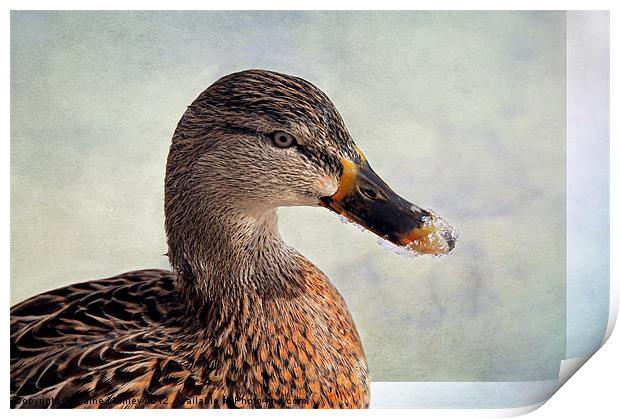 Icy Duck Beak Print by Elaine Manley