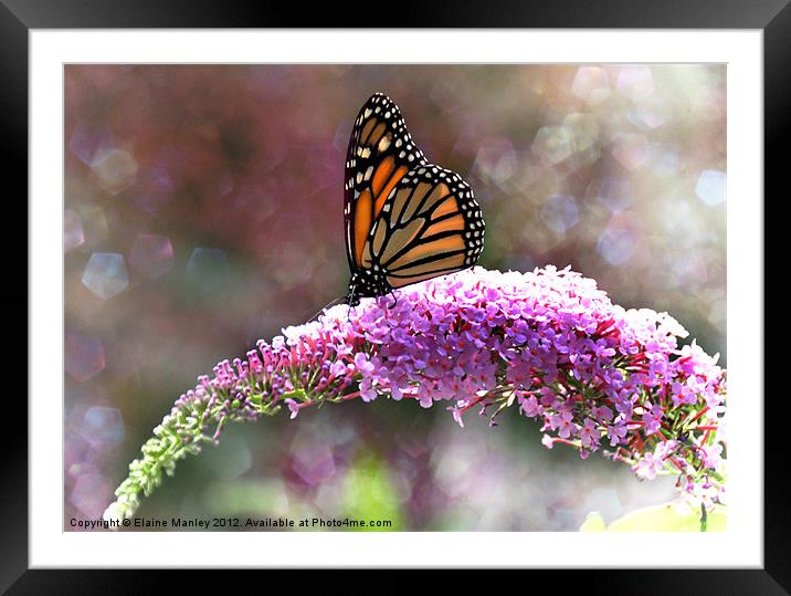 Lady Monarch on a Flower  Framed Mounted Print by Elaine Manley