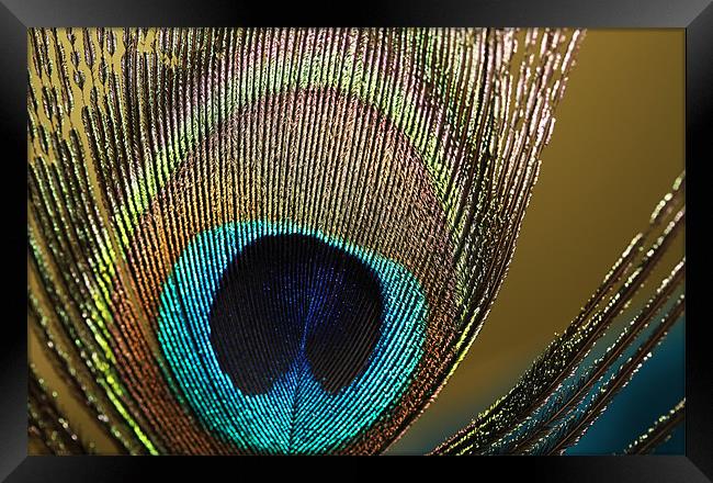 Peacock Framed Print by Sharon Johnstone