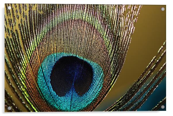 Peacock Acrylic by Sharon Johnstone