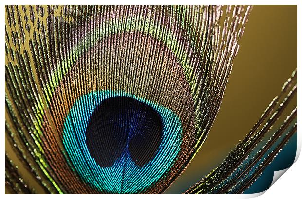 Peacock Print by Sharon Johnstone