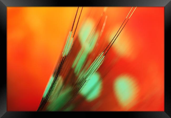 Feather Abstract in Orange Framed Print by Sharon Johnstone