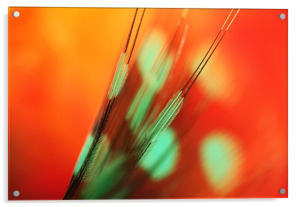 Feather Abstract in Orange Acrylic by Sharon Johnstone