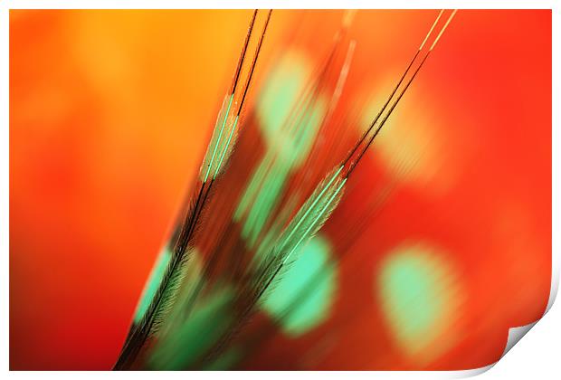 Feather Abstract in Orange Print by Sharon Johnstone