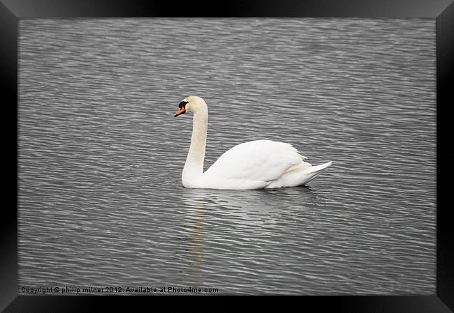 One White Swan Framed Print by philip milner