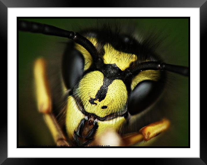 Hello Summer Wasp Framed Mounted Print by michelle whitebrook