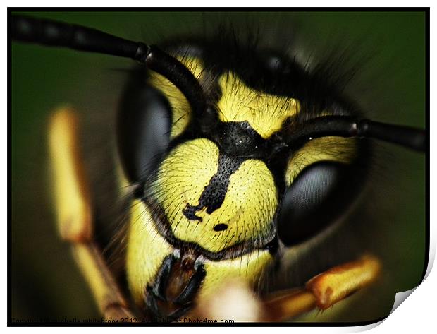 Hello Summer Wasp Print by michelle whitebrook