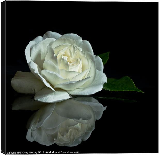 White Rose Reflected Canvas Print by Andy Morley