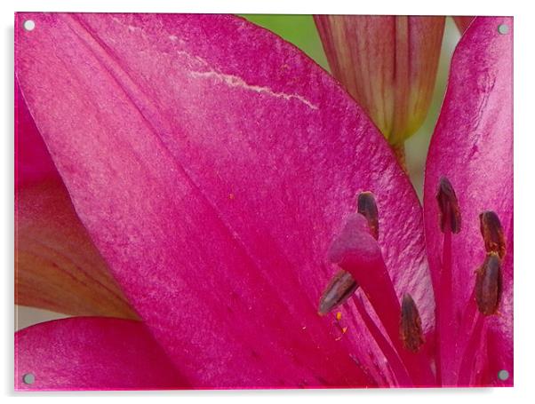 Pink Lilly Acrylic by Dawn Gillies