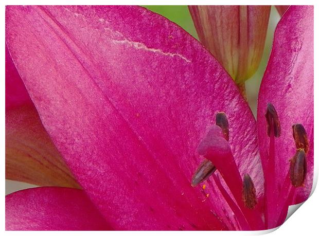 Pink Lilly Print by Dawn Gillies