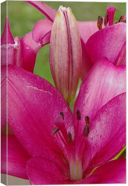 Pink Lilly close crop Canvas Print by Dawn Gillies