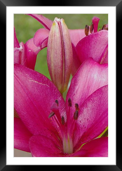 Pink Lilly close crop Framed Mounted Print by Dawn Gillies