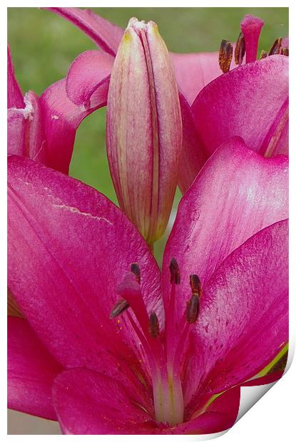 Pink Lilly close crop Print by Dawn Gillies