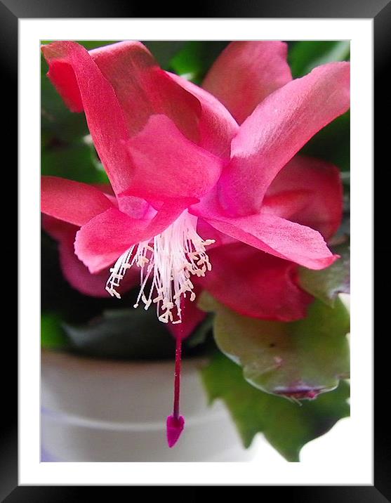 Christmas Cactus Framed Mounted Print by Dawn Gillies