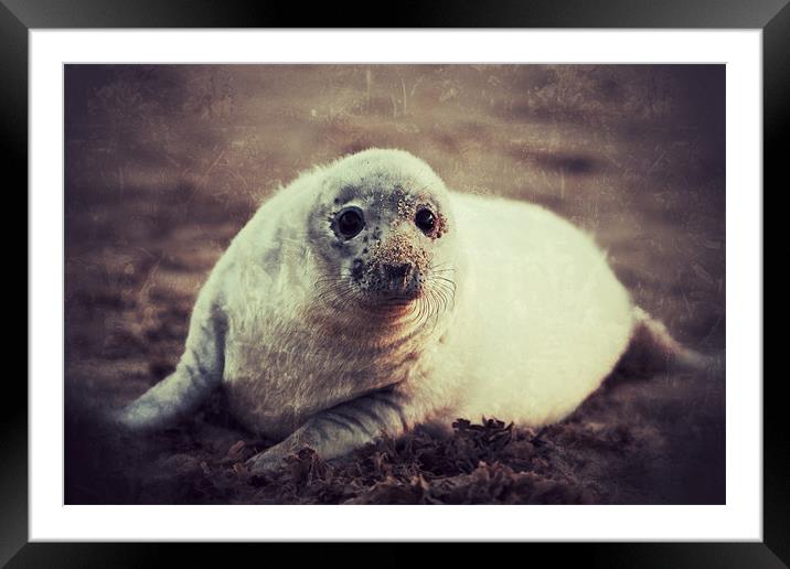 Seal Pup Framed Mounted Print by Simon Wrigglesworth