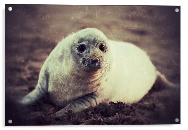 Seal Pup Acrylic by Simon Wrigglesworth