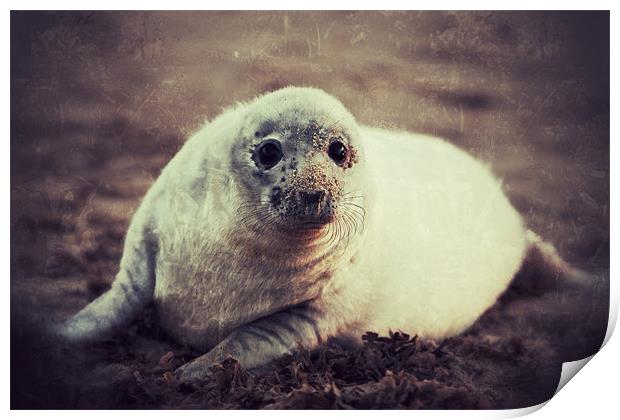 Seal Pup Print by Simon Wrigglesworth