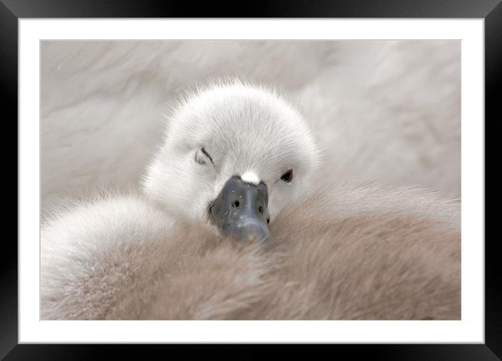 Sleepy one Framed Mounted Print by Val Saxby LRPS