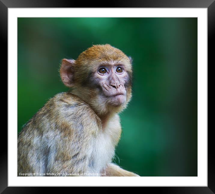 Barbary Monkeys UK Framed Mounted Print by Elaine Whitby