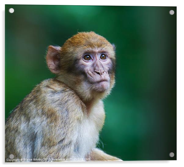 Barbary Monkeys UK Acrylic by Elaine Whitby