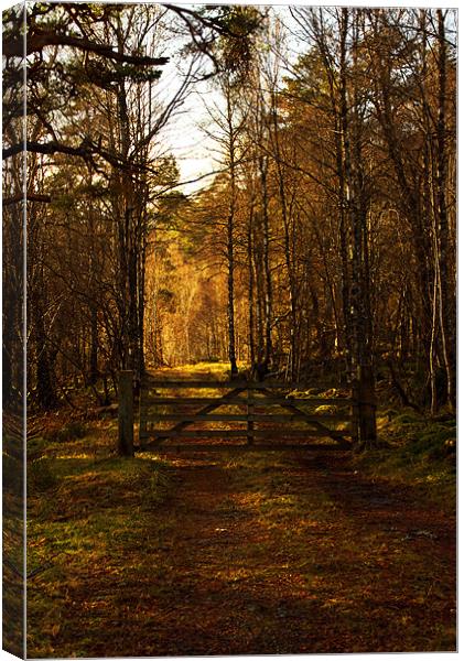 Gate Into the Sunlight Canvas Print by Jacqi Elmslie