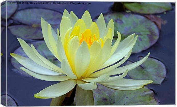 YELLOW WATER LILY Canvas Print by Helen Cullens