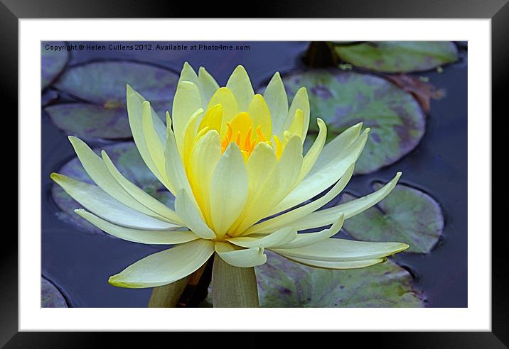YELLOW WATER LILY Framed Mounted Print by Helen Cullens
