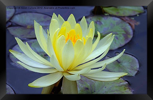 YELLOW WATER LILY Framed Print by Helen Cullens